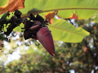 the detail of banana bud design for life and growth concept