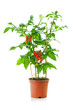 Cherry tomatoes plant tree with mini red fresh tomatoes