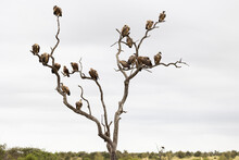 White-backed Vultures In A Dead Tree