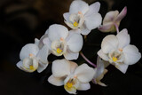 Fototapeta Kwiaty - Close-up of white Moth Orchid flowers or Phalaenopsis growing together against a dark blurred background