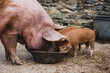 © Mint Images - Pigs, Tamworth sow and two piglets feeding from a bowl.