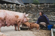 © Mint Images - Woman feeding Tamworth pig sow and piglets on a farm.