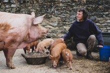 Woman Feeding Tamworth Pig Sow And Piglets On A Farm.