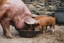 Pigs, Tamworth Sow And Two Piglets Feeding From A Bowl.