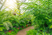 Various Types Of Fern Thickets In A Greenhouse Of A Tropical Rainforest.