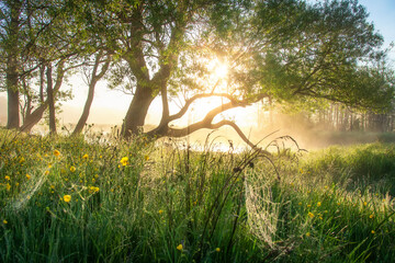 Wall Mural - Summer scenery. Misty sunrise. Sunbeams through tree branches. Bright sunbeams. Meadow in yellow flowers after rain. 