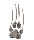 Fototapeta Las - silhouette of a wolf paw with scratches. Inside a forest landscape with a howling wolf. White background isolated object 