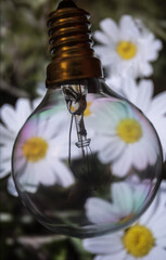 Close up image of light bulb with white flower inside against soft focus background.