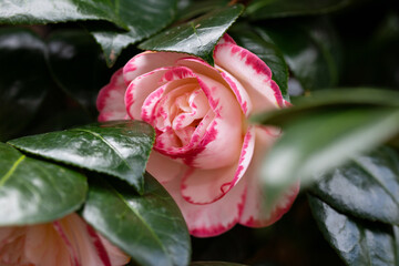 Wall Mural - White camellia flower with pink petal edges , Camellia japonica in early spring garden