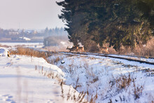 Roe Deer Cross The Railroad Tracks, Winter Landscape.
