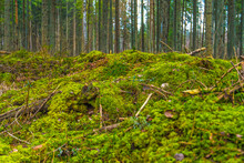 The Coniferous Forest With Mossy Ground
