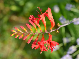 Wall Mural - Closeup red crocosmia in garden  