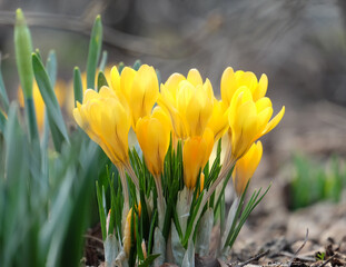 Wall Mural - Blooming yellow gaffer (Crócus flávus) on a flowerbed in a park in early spring, selective focus, horizontal orientation