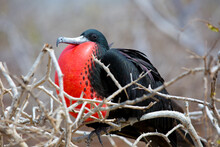 Red Breasted Frigate Bird In The Galapagos Islands With Mating Plumage