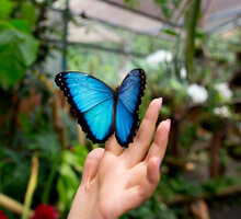 Blue Morpho Butterfly In A Woman's Hand