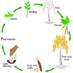 Wall Mural - A growth cycle of a birch plant on a white background.