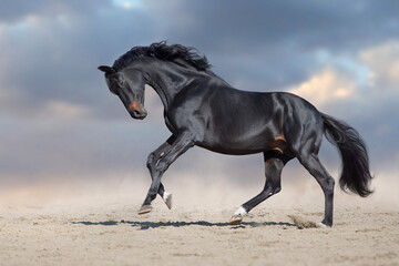 Wall Mural - black stallion run on desert dust against blue background
