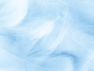 Wall Mural - Beautiful abstract blue feathers on white background, white feather texture and blue background, feather wallpaper, blue texture banners, love theme, valentines day, light blue texture, white gradient