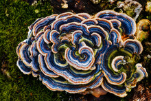 Multicolored Fungi On A Log With Moss