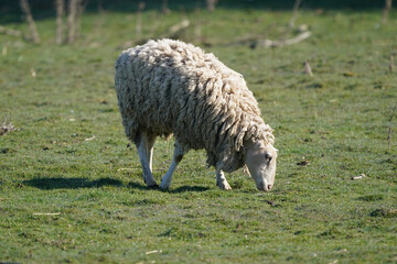 Sheep in an early spring field grazing and resting being guarded by large white sheep dog on agricultural property on beautiful sunny day
