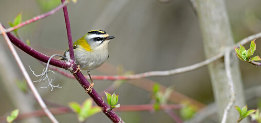 Wall Mural - Sommergoldhähnchen // Common firecrest (Regulus ignicapilla)