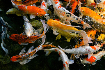 Poster - A flock of colored koi carps near the surface.