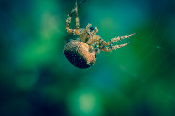 Spider in it's web closeup 