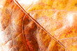 © danielbr100 - Fotografía macro de una hoja amarillenta en otoño a la luz del día