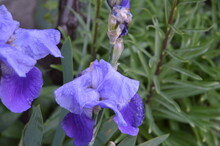 Close-up: Light Blue Iris Flower