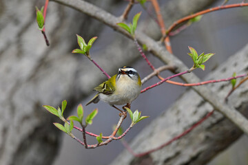 Canvas Print - Sommergoldhähnchen // Common firecrest (Regulus ignicapilla)