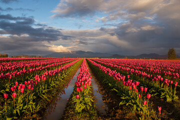 Wall Mural - Sunset at tulip fields in Washington State 