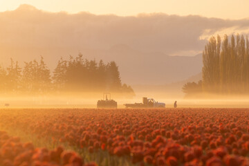 Wall Mural - Morning fog at sunrise as farmers tend to tulip fields 