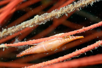 Wall Mural - A picture of a spindle cowry