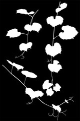 Poster - three vine white silhouettes on black