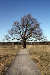 An oak tree that is two centuries old in the field. Spring. An old tree without leaves.