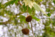 Sycamore Tree With Seed Pods
