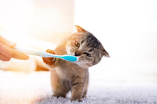 British Kitten And A Toothbrush. The Cat Is Brushing His Teeth