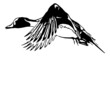 Illustration of a northern pintail duck male drake flying 