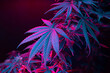 Cannabis leaves. Cannabis marijuana foliage with a purple pink tint on a black background. Large leaf of cannabis plant in purple light. Medicinal hemp: a new look at the agricultural hemp strain