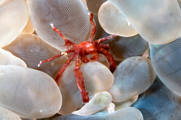 Wall Mural - A picture of an orangutang crab