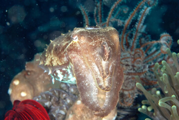 Wall Mural - A picture of a cuttlefish