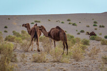 Dromedary Camels On Maranjab Desert, Esfahan Province In Iran