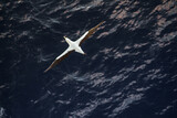Fototapeta Zwierzęta - seagull in flight