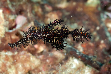 Wall Mural - A picture of a ghost pipe fish