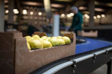 Working in organic food factory sorting green apples and conveyer belt transporting to the cold storage.