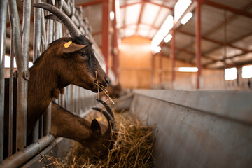 Wall Mural - Close up view of goat domestic animal eating food at farmhouse.