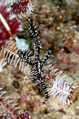 Wall Mural - A picture of a ghost pipe fish