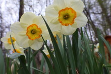 White And Yellow Spring Daffodils In Bloom 