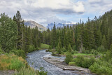 Fototapeta Natura - View of Yellowstone river running through pine forest