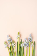 Wall Mural - Muscari grape hyacinth floral flat lay on blush background